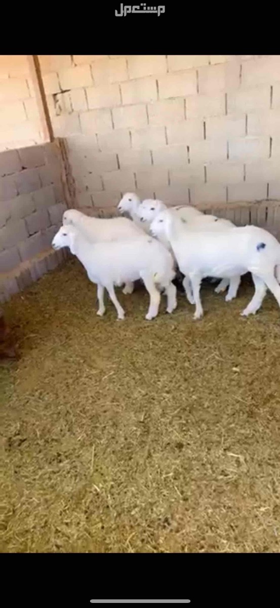 ذبايح حري نعيمي تبوس