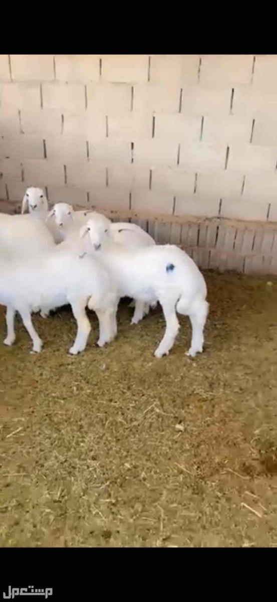 ذبايح حري نعيمي تبوس