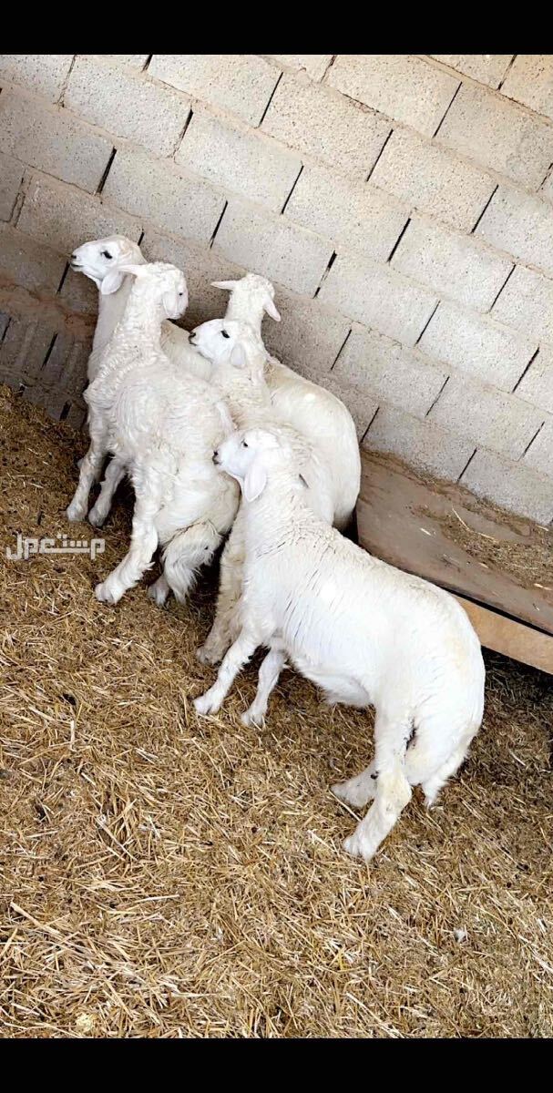 ذبايح حري نعيمي تبوس