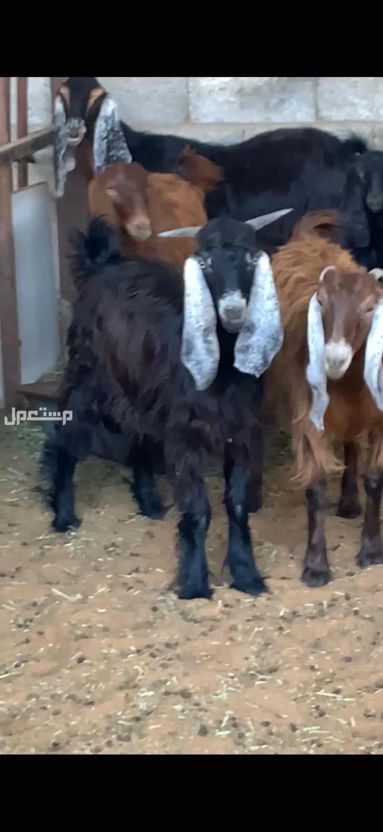 ذبايح حري نعيمي تبوس