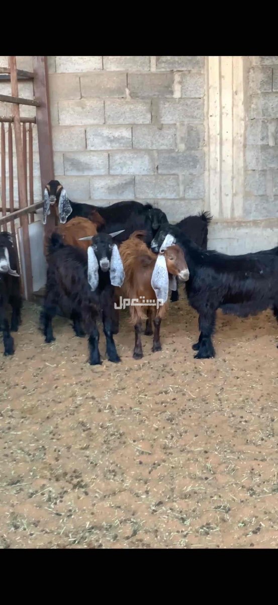 ذبايح حري نعيمي تبوس