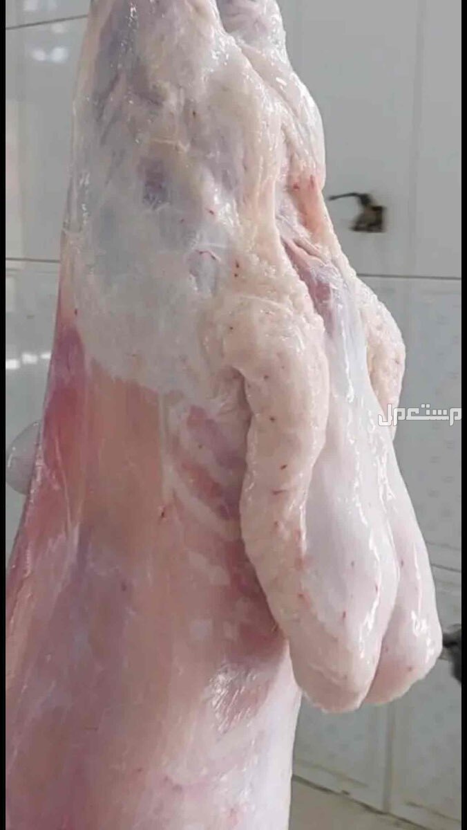 ذبايح حري نعيمي تبوس