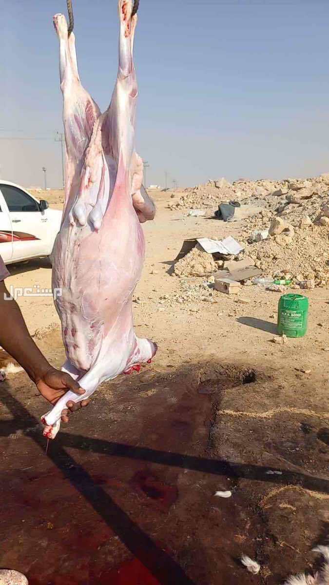 ذبايح حري نعيمي تبوس