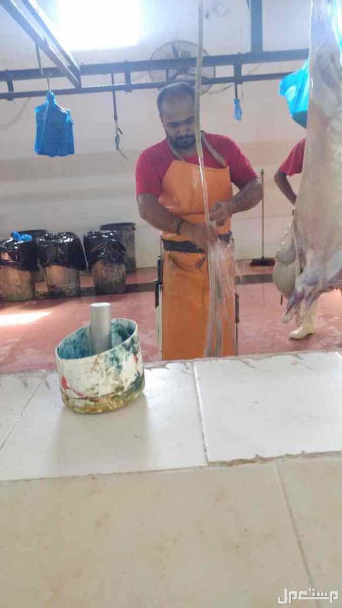 ذبايح حري نعيمي تبوس