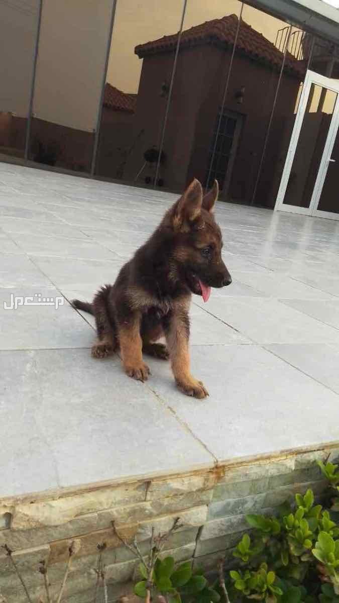 جرو أنثى جيرمن شبرد للبيع ب2300 ريال
