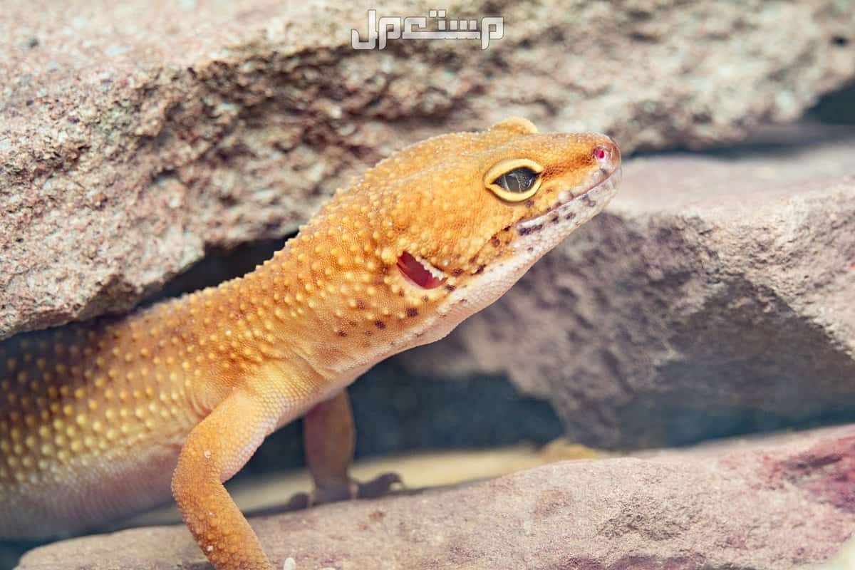 تفسير حلم الوزغ في المنام لابن سيرين.. هل يدل على الحسد؟ ما تفسير حلم الوزغ في المنام لابن سيرين وهل دليل على الحسد؟