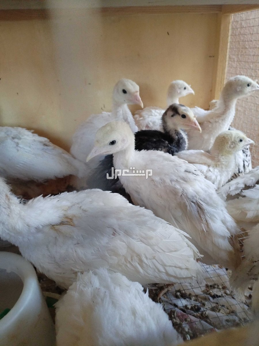 صوص رومي
