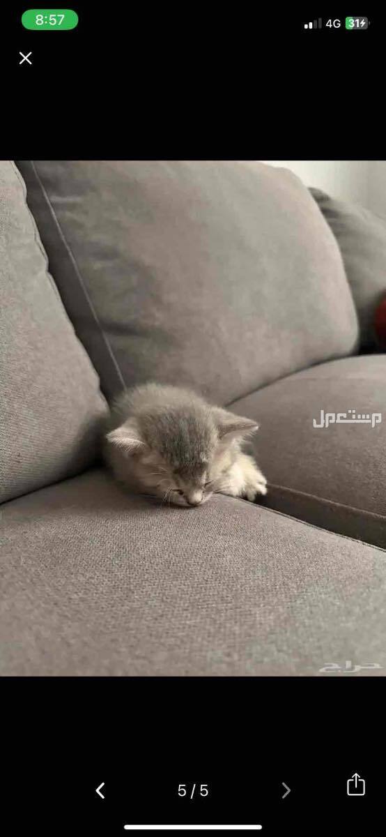قطط سكوتش جميلة جدا