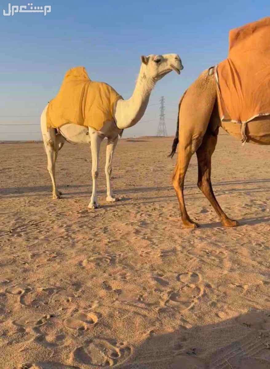 خفوت وضحاء