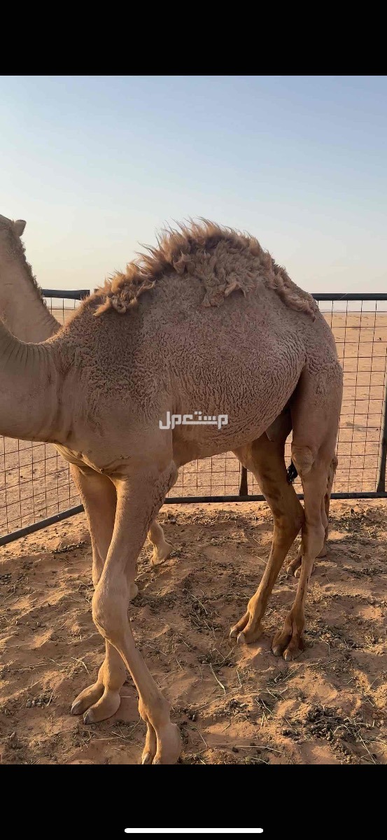 قعدان طيبه للبيع