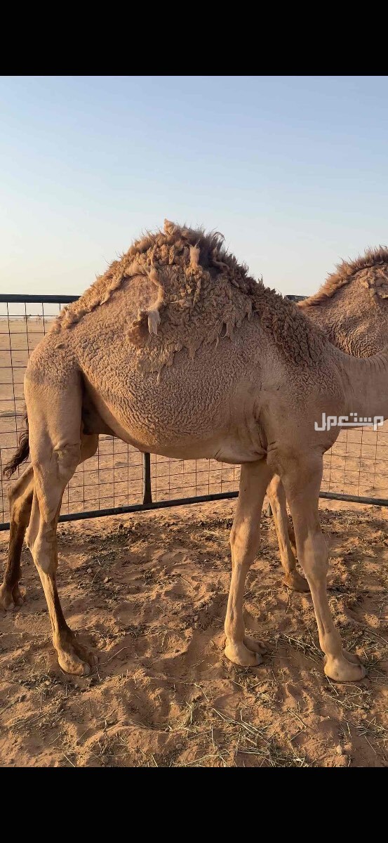 قعدان طيبه للبيع