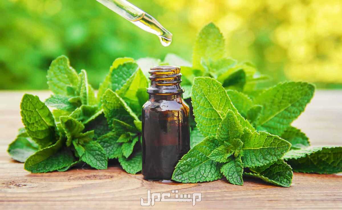 أفضل وصفات استعمال زيت النعناع للوجه فوائد زيت النعناع للمهبل