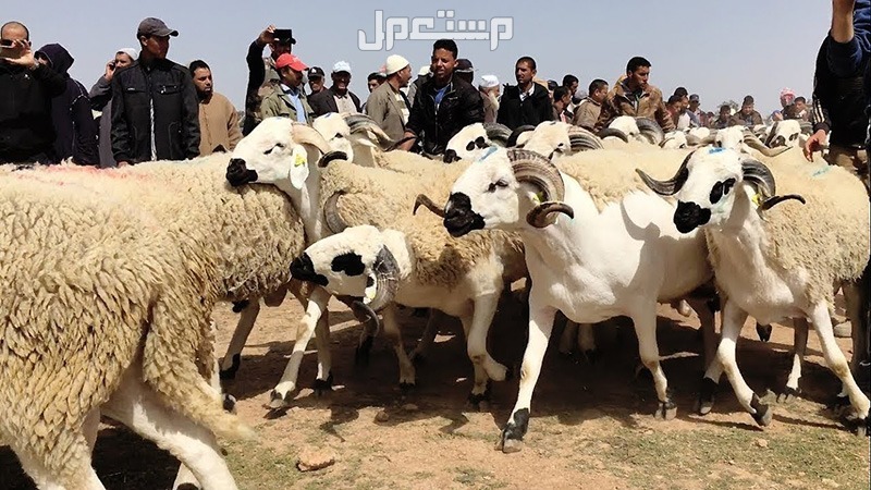 أفضل أنواع الغنم بالصور: دليل شامل لمربي الماشية والمستهلكين غنم السردي