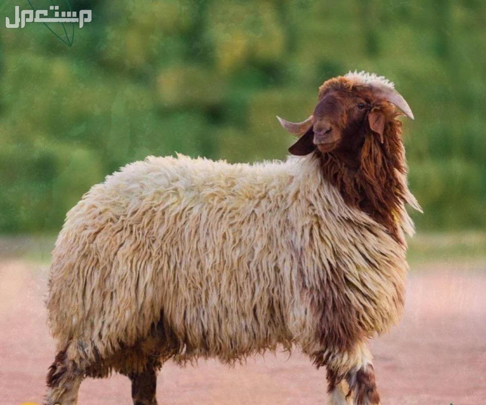 أفضل أنواع الغنم بالصور: دليل شامل لمربي الماشية والمستهلكين غنم النعيمي