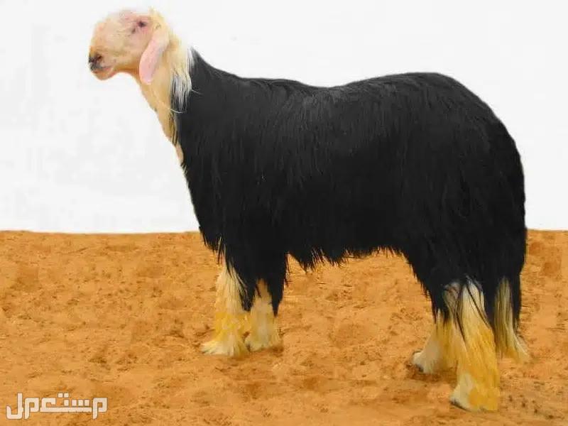 أفضل أنواع الغنم بالصور: دليل شامل لمربي الماشية والمستهلكين الغنم النجدي