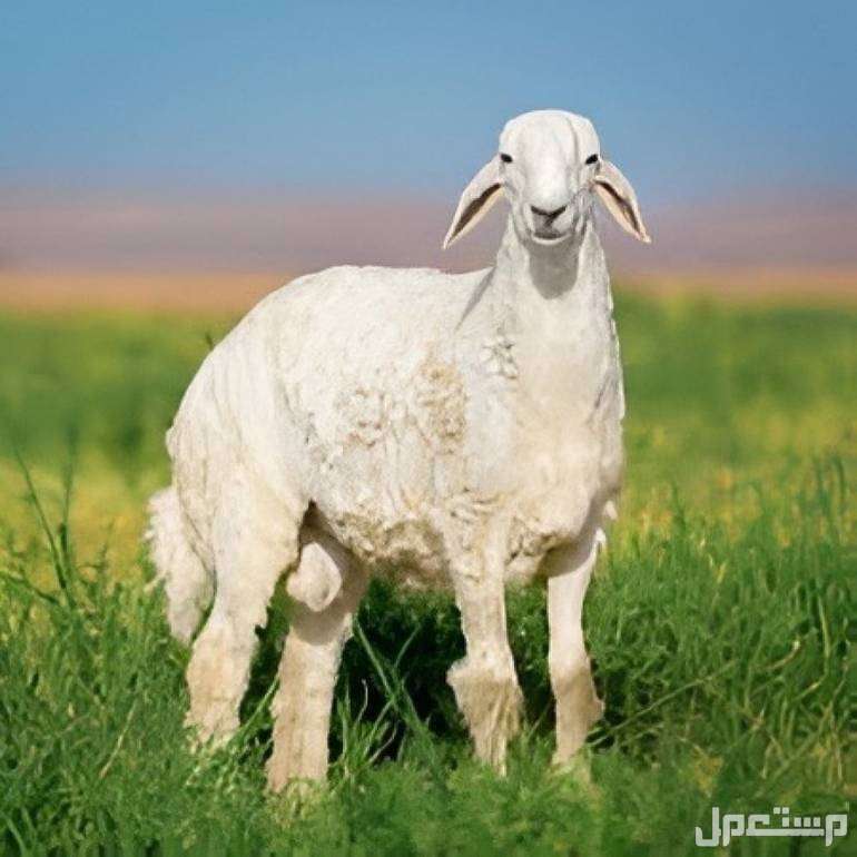 أفضل أنواع الغنم بالصور: دليل شامل لمربي الماشية والمستهلكين خراف الحري