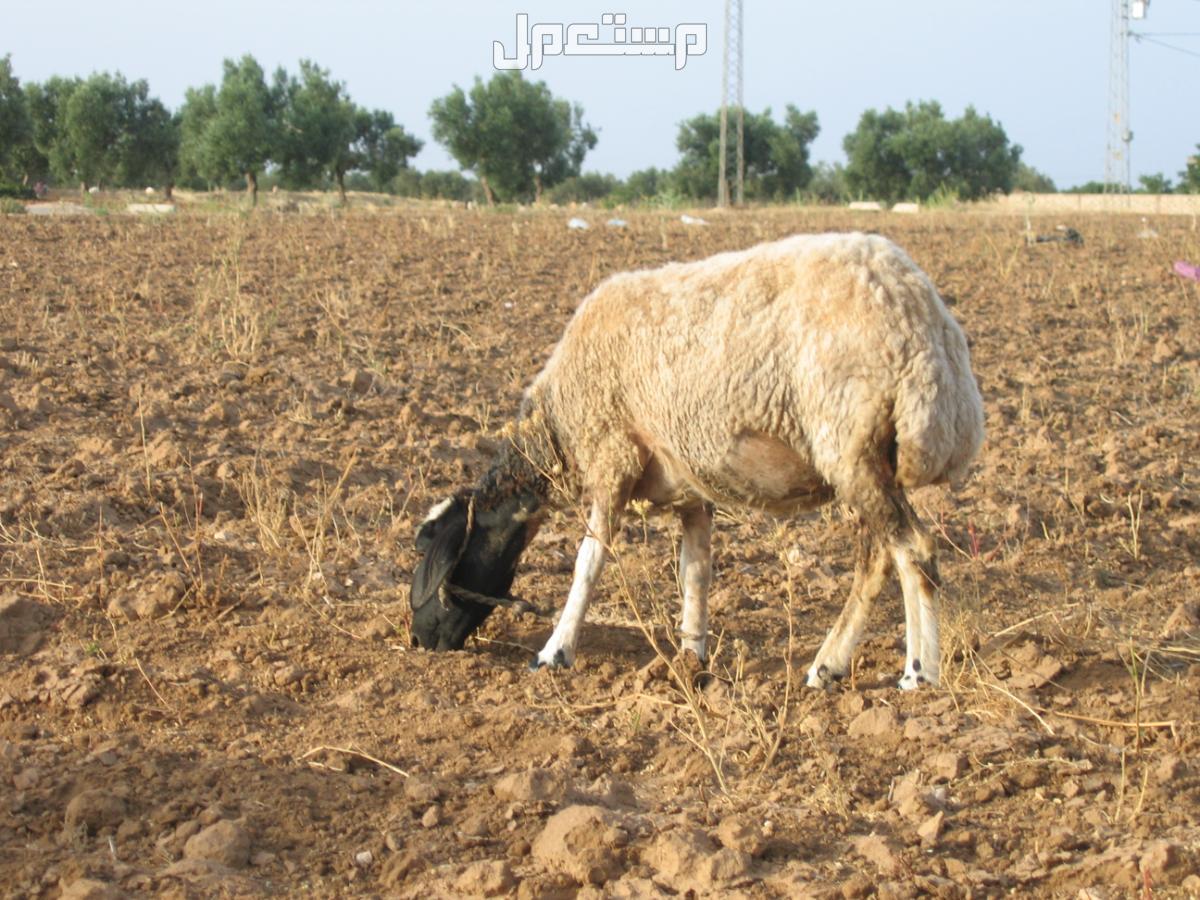 أفضل أنواع الغنم بالصور: دليل شامل لمربي الماشية والمستهلكين الاغنام البربرية