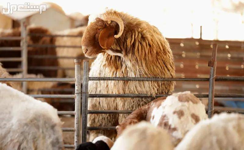 أفضل أنواع الغنم بالصور: دليل شامل لمربي الماشية والمستهلكين انواع الغنم