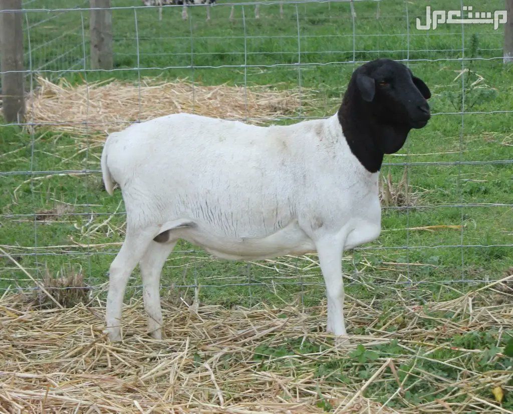 أفضل أنواع الغنم بالصور: دليل شامل لمربي الماشية والمستهلكين غنم البربري