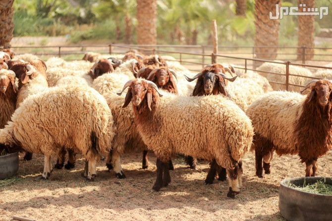 أفضل وأكبر سوق الغنم في السعودية 1446 تربية الغنم في السعودية
