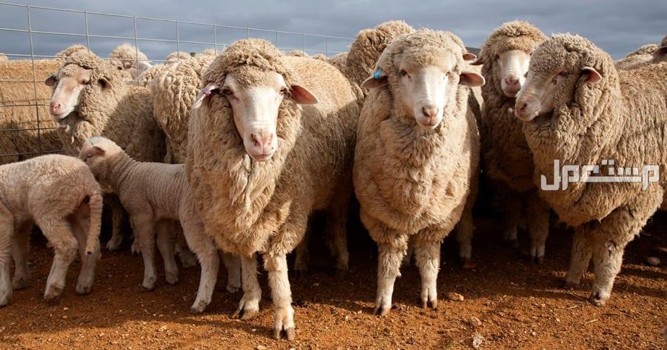 أفضل وأكبر سوق الغنم في السعودية 1446 غنم مناسب للطبيعة الجبلية