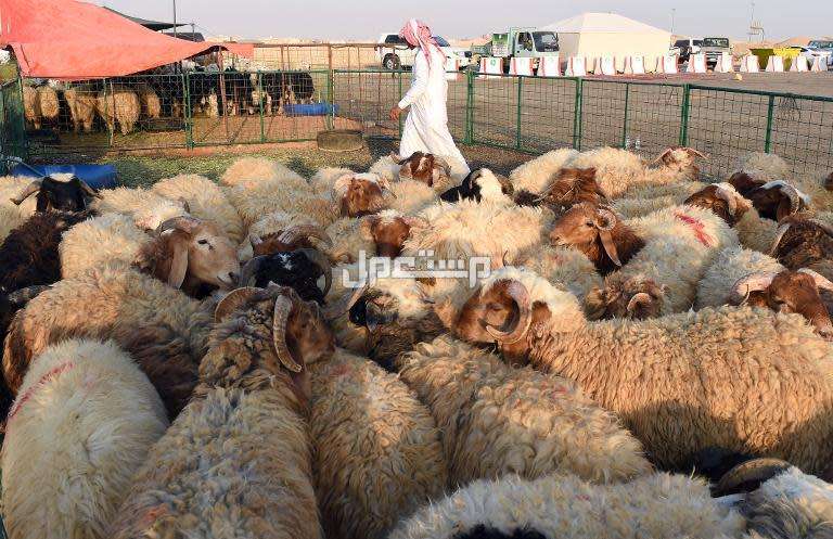 أفضل وأكبر سوق الغنم في السعودية 1446 الغنم في سوق البيع