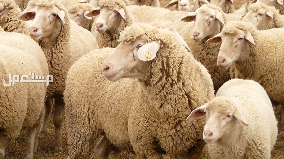 أفضل وأكبر سوق الغنم في السعودية 1446 سوق الغنم في السعودية 1446