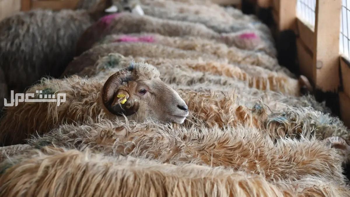 أفضل وأكبر سوق الغنم في السعودية 1446 غنم شكله مميز