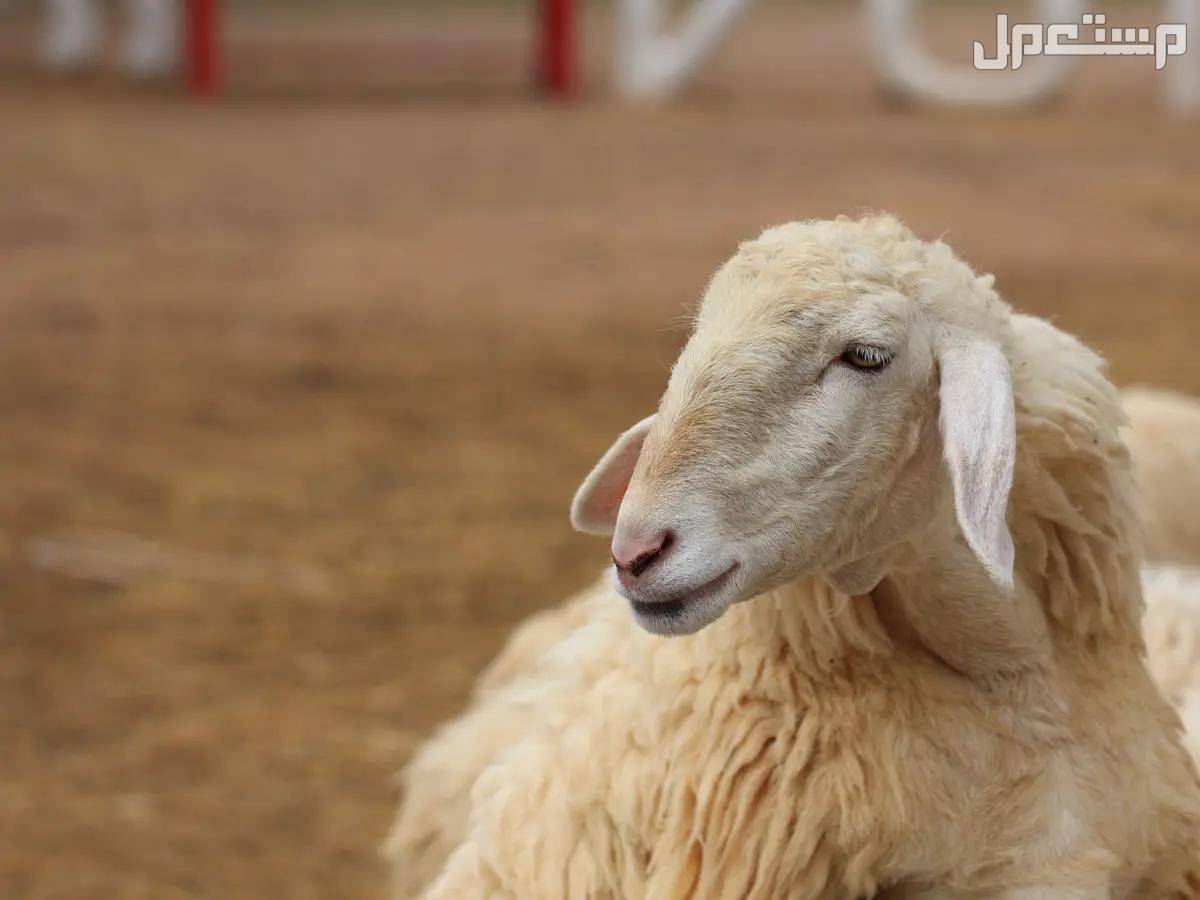 أفضل وأكبر سوق الغنم في السعودية 1446 غنم يقف وحيدا