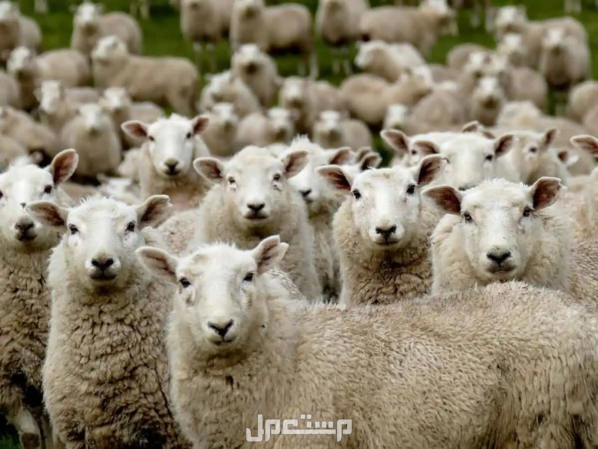 أفضل وأكبر سوق الغنم في السعودية 1446 اغنام كثيرة متشابهة