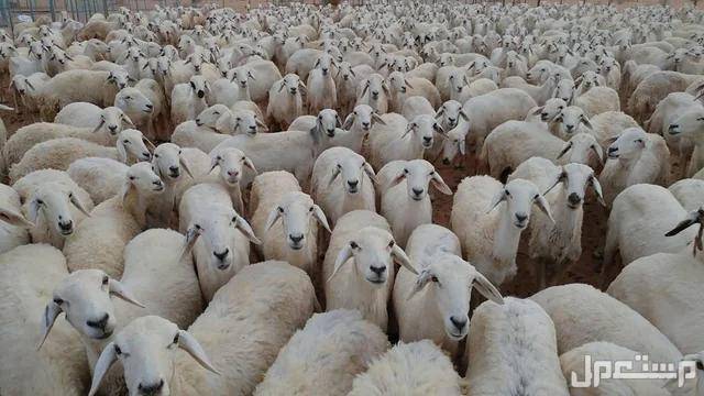 أفضل وأكبر سوق الغنم في السعودية 1446 اغنام بيضاء كثيرة