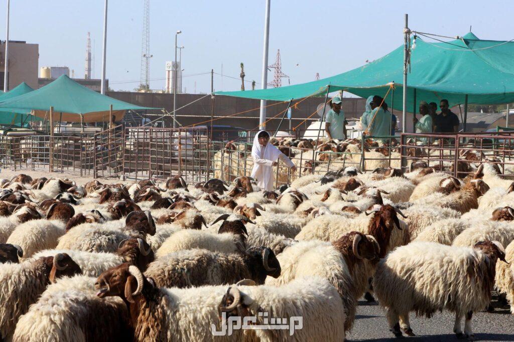 أفضل وأكبر سوق الغنم في السعودية 1446 سوق اغنام في السعودية