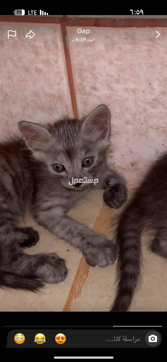 قطط تبني شيرازي