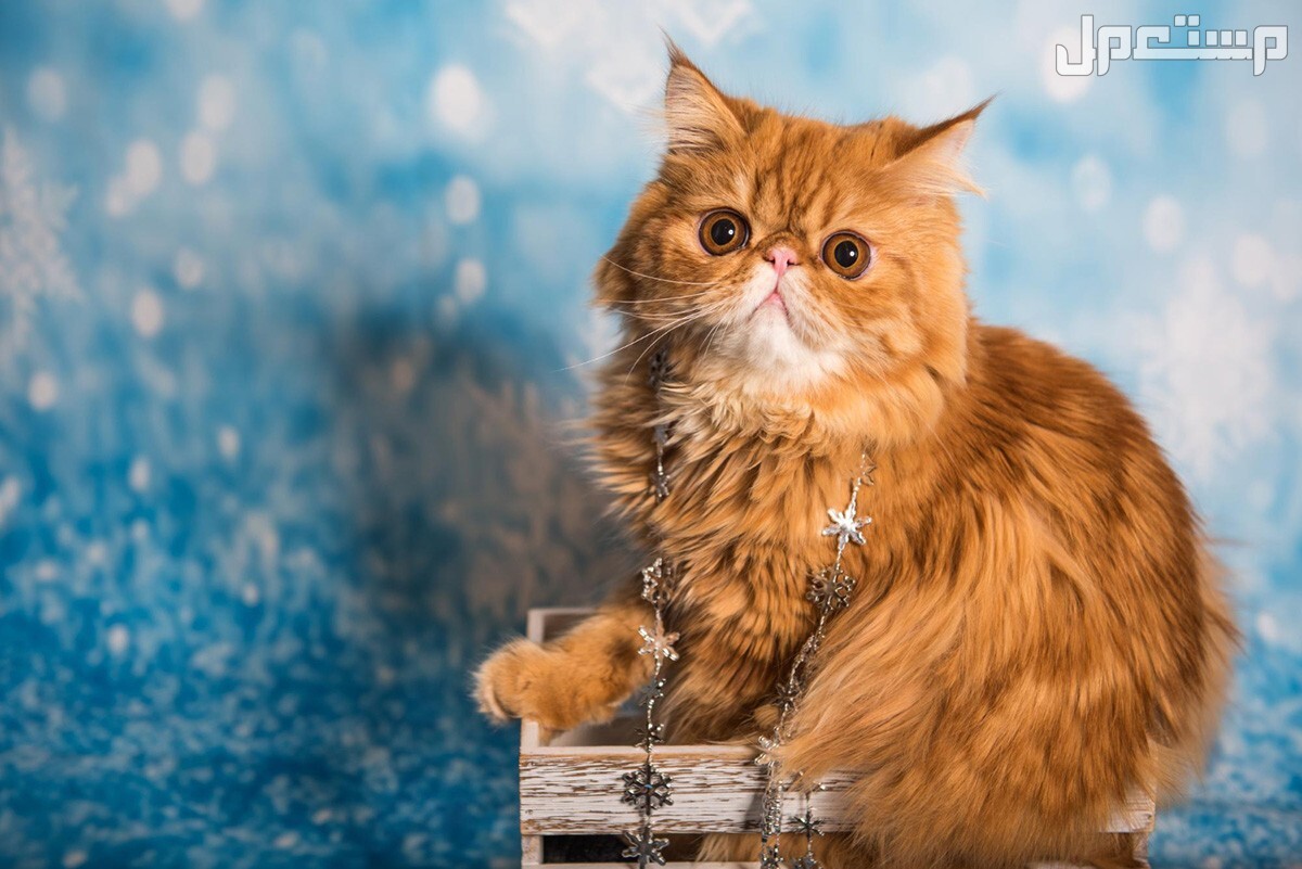 ما هي أغلى انواع القطط​ بالصور؟ ما هي أغلى انواع القطط​