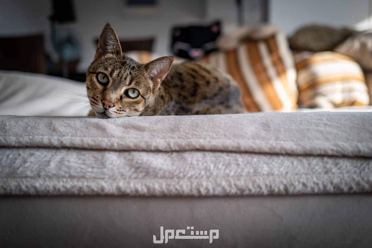 ما هي أغلى انواع القطط​ بالصور؟ أسباب ارتفاع أسعار القطط