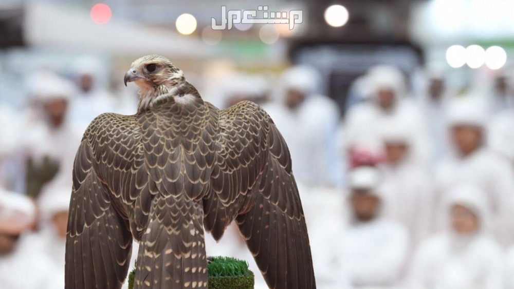 تعرف على اغلى انواع الصقور​ بالصور اغلى انواع الصقور​