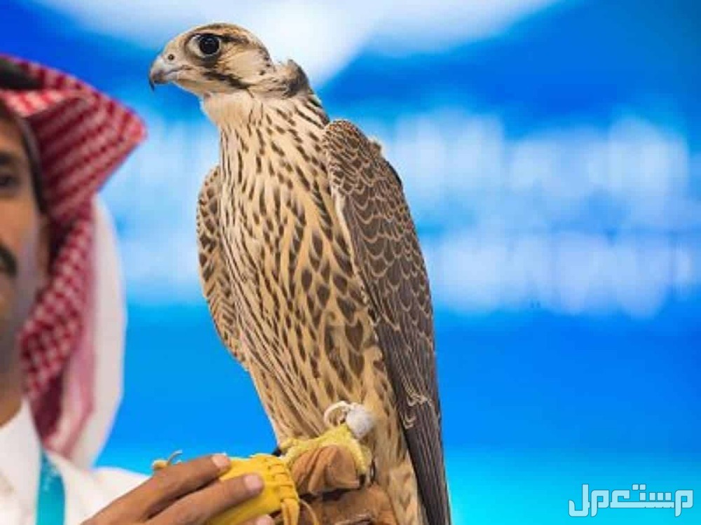 تعرف على اغلى انواع الصقور​ بالصور أفضل أنواع الصقور من حيث قوة الرؤية