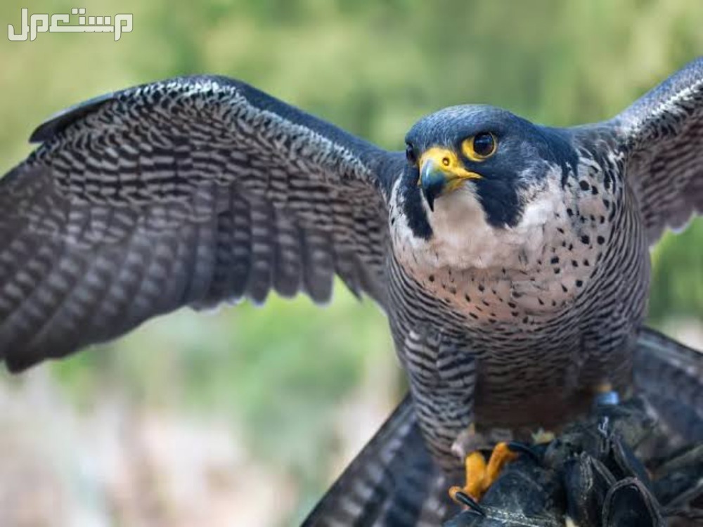 تعرف على اغلى انواع الصقور​ بالصور الصقر الباز