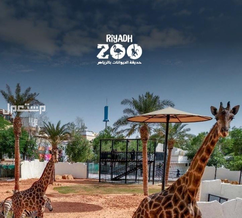 أفضل أماكن للتنزه والترفيه خلال موسم الرياض 2024 لتجارب ممتعة حديقة الحيوانات