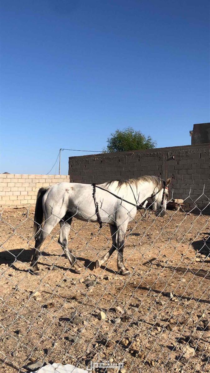 خيل جزيري شعبي في ضباء بسعر 4 آلاف ريال سعودي