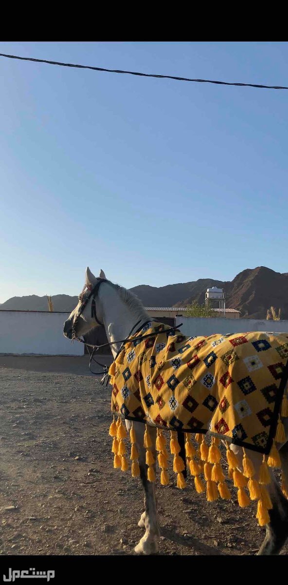 خيل جزيري شعبي في ضباء بسعر 4 آلاف ريال سعودي