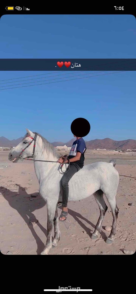 خيل جزيري شعبي في ضباء بسعر 4 آلاف ريال سعودي