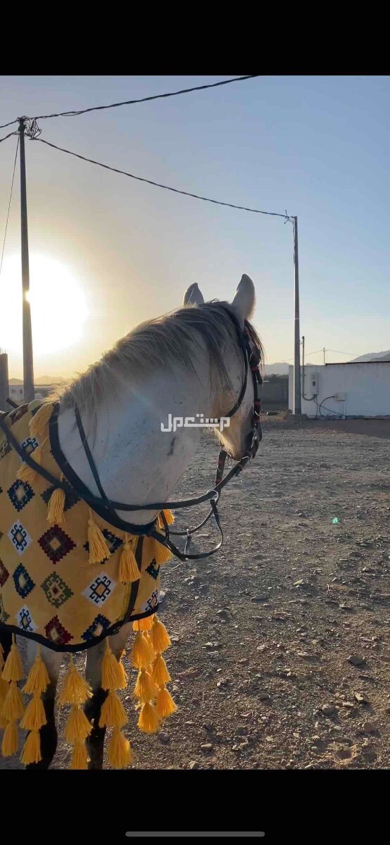خيل جزيري شعبي في ضباء بسعر 4 آلاف ريال سعودي