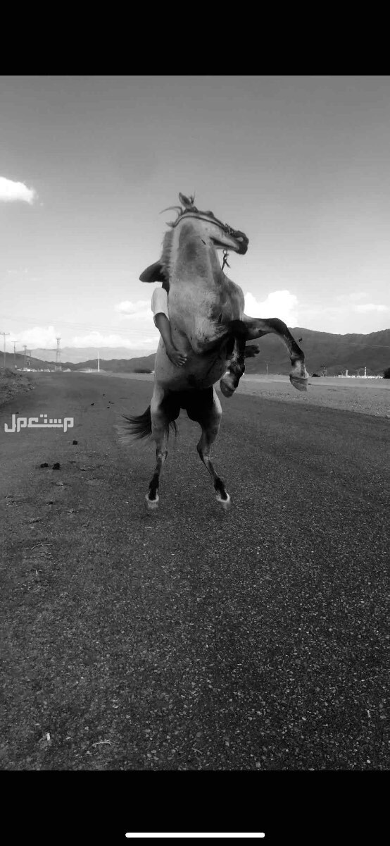 خيل جزيري شعبي في ضباء بسعر 4 آلاف ريال سعودي