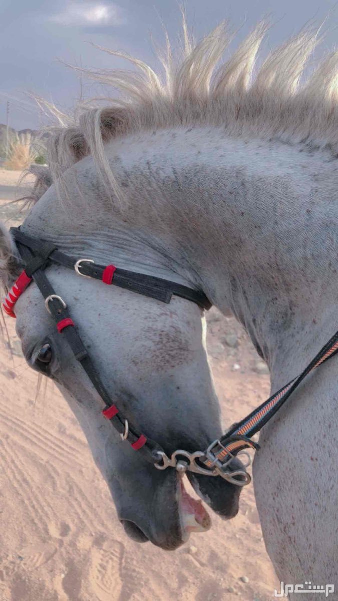خيل جزيري شعبي في ضباء بسعر 4 آلاف ريال سعودي
