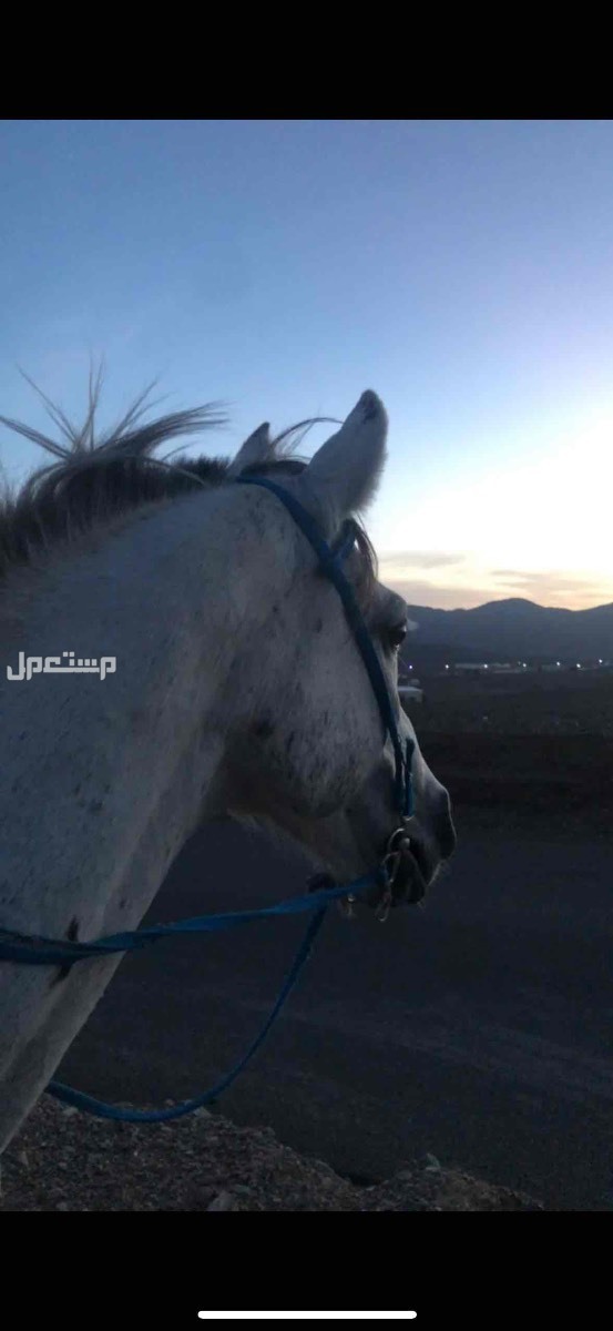 خيل جزيري شعبي في ضباء بسعر 4 آلاف ريال سعودي