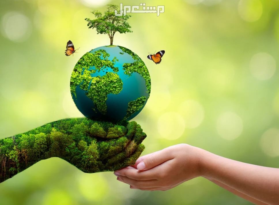عبارات عن يوم البيئة العربي 2024.. وأفضل إذاعة مدرسية عن البيئة كلمات عن البيئة والحفاظ عليها