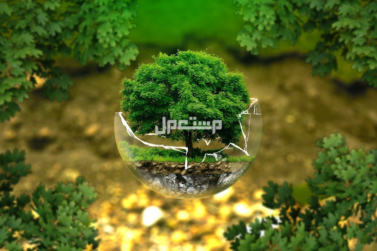عبارات عن يوم البيئة العربي 2024.. وأفضل إذاعة مدرسية عن البيئة احتفال يوم البيئة العربي 1446