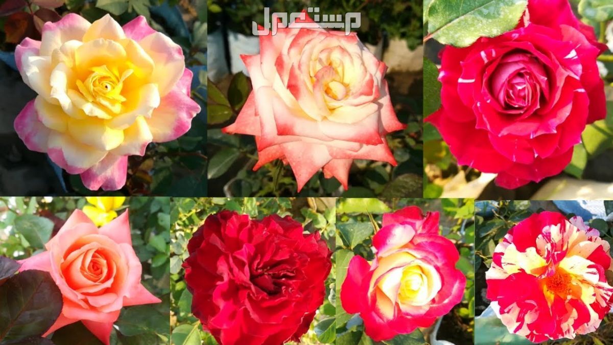 أنواع الورد بالصور والاسماء.. إليك قائمة بأجمل الورود الطبيعية النادرة أجمل أنواع الورد