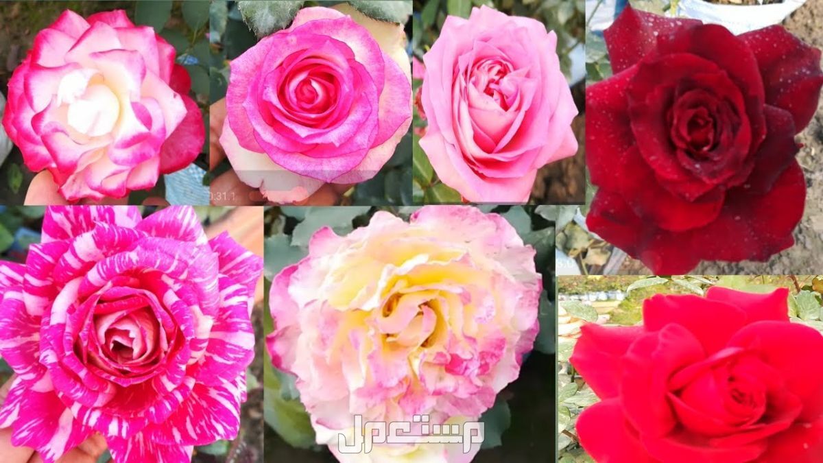 أنواع الورد بالصور والاسماء.. إليك قائمة بأجمل الورود الطبيعية النادرة أنواع الورد